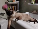 Кот прыгает в раковину.