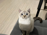 Подруга подобрала котенка, живет