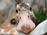 Дождливое