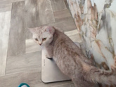 Питомцы ???????
