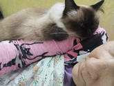 Кошки и коты