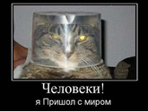 Кото-пятница))) Много мими-фото котиков
