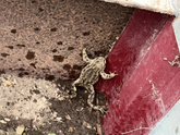 Лягушечка 🐸