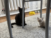 Теперь я счастливая обладательница шестого кота