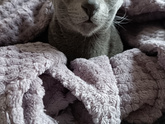 Кошечка ❤️