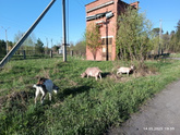 Встаёт