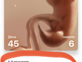 Узи в 6 недель