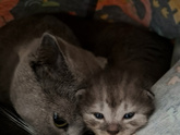 Котосемья