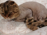Вислоухий красавец кот