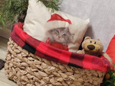 Корзина для елки