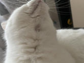 Блохи у кота🤮😳