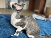 Кошка