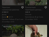 Месяц черепашковый какой то