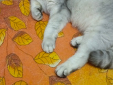 Шотландский кот