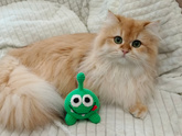 Кошки
