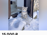 Котенок
