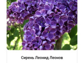 Сортовая сирень