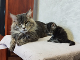 Вопрос про кота