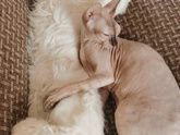 Котёнок