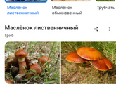 Кто шарит в грибах?