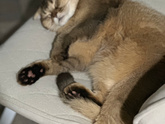 Прививки кошке