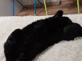 В продолжении про котенка...