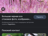 Откуда берутся... осы?
