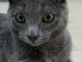 Кошка породистая?