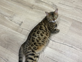 Кошка рожает? Готовится?