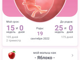 15 неделя пошла.