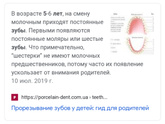 В каком возрасте режутся коренные зубы?