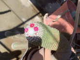 И ещё кактусы 🌵