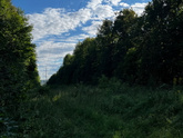 Когда живешь около лесопарка 🦔🌲
