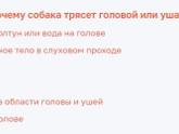 Шпиц кивает головой периодически, может быть на погоду?