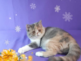 Кошатницы!
