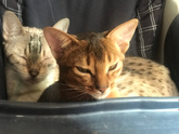 Котик