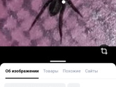 Пожалуйста, скажите мне что это за зверь?