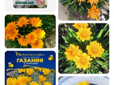 Скажите пожалуйста как называются эти цветы?