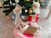 Умерла собака