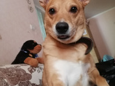 Домашние животные🥰