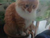 У кого коты едят