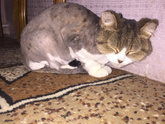 У кого есть кошки ?