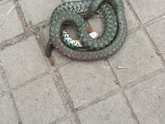 ???Во дворе дома Я