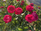Краски лета 🥰