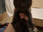 Наши котятки