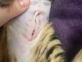 Разошёлся шов у котёнка