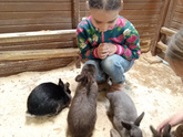 Про хомяка 🐹