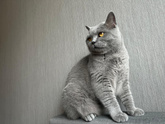 Отравление у кота