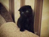 У кого есть коты