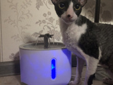 Про кота вопрос, у